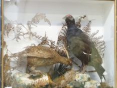 A taxidermy study of a black grouse cock and grey hen in a glazed case, 55 x 68cm.