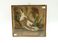 A taxidermy study of a duck, in glaze case, 44 x 47cm.
