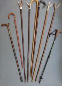 A collection of walking sticks