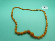 A graduated amber necklace made up of oval beads, 35g.