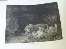 Tygers at Play after George Stubbs etching,