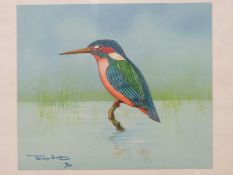 Tony Hart watercolour of a kingfisher, signed and dated 94 lower left,