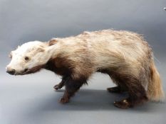 A taxidermy study of a badger