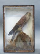 A cased 19thC / 20thC study of a sparrowhawk,