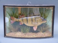 A taxidermy study of a perch in bow fronted case by W.F.Homer, Forest Gate, London. Caught by B.