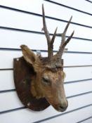 A taxidermy study of an antelope on wooden shield mount
