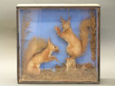 A cased taxidermy study of a pair of red squirrels,