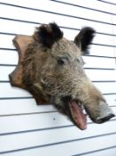 A taxidermy study of a wild boar on wooden mount