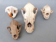 A quantity of skulls