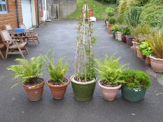 Three ferns, a heather and a clematis,
