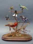 A Victorian taxidermy study of exotic birds including several varieties of hummingbird mounted in a