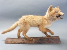 A taxidermy study of a fox cub