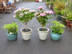 Two standard pink hydrangeas and a pair of rhodedendron 