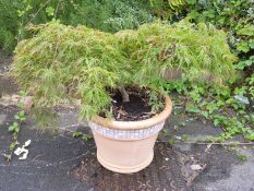 An acer Palmatum Dissectum plant in outdoor pot