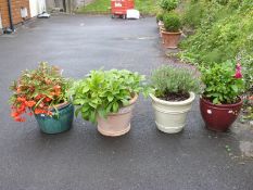 Four large plants in outdoor pots including hellebore, begonia,