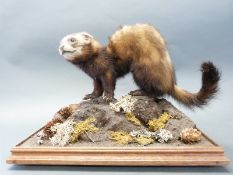 A taxidermy study of a polecat on a naturalistic wooden base