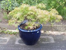 An acer Palmatum Dissectum plant in outdoor pot