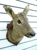 A taxidermy study of a roe deer on wooden shield mount