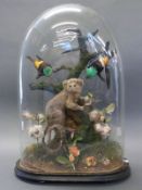 A Victorian taxidermy study of a monkey on a tree stump with Western Tanager birds,