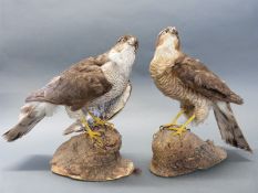 Two taxidermy studies of birds of prey
