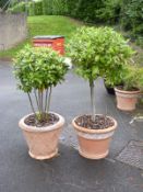 A standard bay tree and another multi-stemmed example,