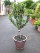 A patio cherry tree 'Velvet Taste' in outdoor pot