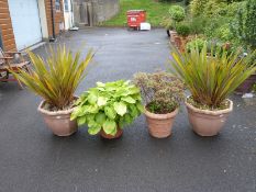 A pair of plants in outdoor pots, probably cordyline,