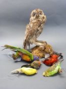 A taxidermy study of an owl and various other taxidermy birds