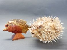 A taxidermy piranha and a puffer fish