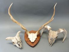 A set of mounted deer antlers together with two mountain goat skulls