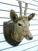 A taxidermy study of a roe deer on wooden shield mount with plaque 'The Timberley Shield'