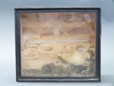 A cased Victorian taxidermy study of a four-legged chick 19cm x 21cm
