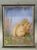 A cased taxidermy study of a red squirrel,