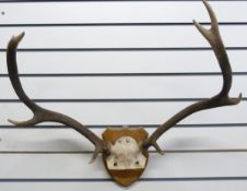 Two mounted sets of antlers and three smaller examples