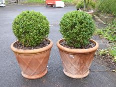 A pair of topiary box trees in decorative terracotta outdoor pots