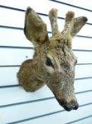 An taxidermy study of a roe deer head