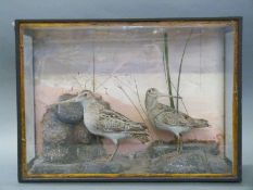 A late 19th/early 20thC taxidermy study of a pair of snipe in glazed case,