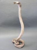 A taxidermy study of a rearing cobra,
