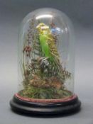 A taxidermy study of a budgie under a glass dome,