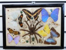 South American taxidermy study of a tarantula,