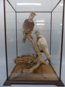 A taxidermy study of two wood pigeons in glass case