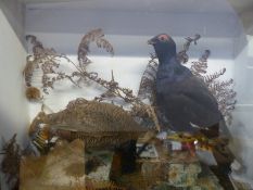 A taxidermy study of a black grouse cock and grey hen in a glazed case,