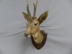 A taxidermy study head and shoulder mount of a muntjac by Charles Kirk on wooden shield,