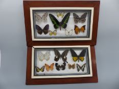 Two framed taxidermy,