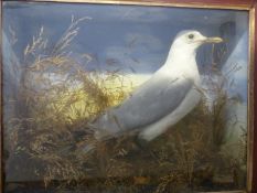 A taxidermy study of a gull in a glazed case