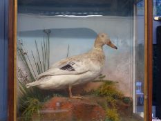A taxidermy study of a female duck on a rock with reeds behind,