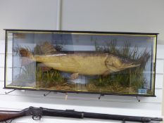 J Cooper & Sons taxidermy study of a pike with label 'Caught by W Turner in the River Trent at