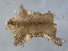 WITHDRAWN A taxidermy leopard skin,