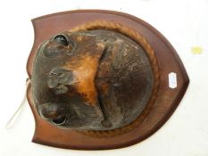 A Victorian taxidermy study of a giant tortoise head on wooden shield shaped mount,