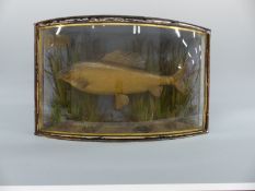 A taxidermy study of grayling, label inside 